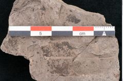 Foto (Detailansicht) von Cassia pseudophaseolites Ettingshausen (NHMW-GEO-2024-0188-10193)
